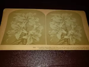 Vintage Stereoscope view card consider the lilies - Picture 1 of 3
