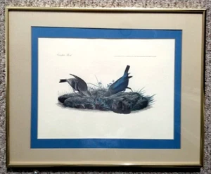 Audubon Vintage Lithograph Print Cow-Pen Birds Blue Matted Framed 16x20 - Picture 1 of 12