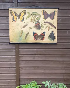 Beautiful Original vintage 1950s school Chart lithograph of Butterflies - Foto 1 di 20