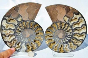 Large Black Ammonite PAIR Crystals 110myo Dino age FOSSIL XL 153mm 6.0" 9280uu - Picture 1 of 9