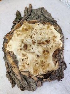 Disco de árbol 52 x 36 x 6 cm álamo máser resina epoxi D 77 - Imagen 1 de 12