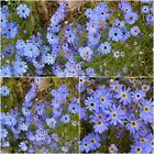 SWAN RIVER DAISY Blue Splendour 300 Seeds FLOWER GARDEN Cottage Brachyscome EASY