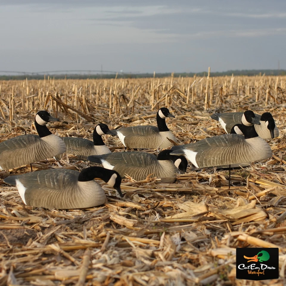 NUEVO AVERY GREENHEAD GEAR GHG CANADÁ CAPARAZÓN DE GANSO SEÑUELOS DE CAMPO PAQUETE DE 6 1/2 DOCENAS Foto 1 de 1