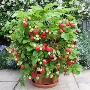 FRAGARIA ANANASSA - KLETTERERDBEERE, 50 + Geschenk - Bild 1 von 1