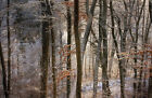 Photo Wall Mural-Snow Forest-(7311)-Non Woven-Wallpaper-Winter Trees Frosty Xxl