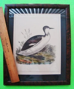 rare 1859 FRAMED U.S. PACIFIC RAILROAD EXPEDITION HAND COLORED CALIFORNIA GREBE - Picture 1 of 11