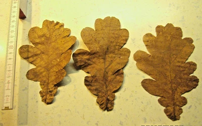 XXL Eichenblätter 50 Blätter Bio getrocknet z.B. für Garnelen - Bild 1 von 2