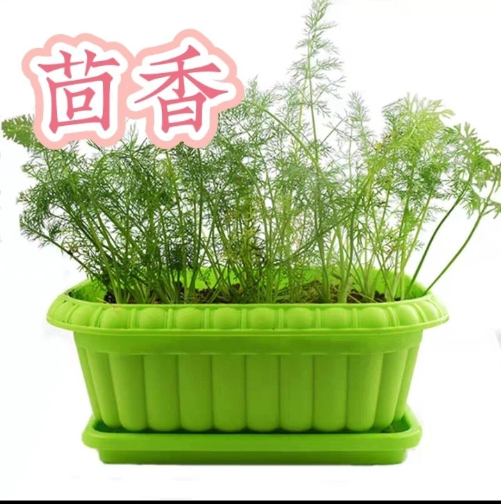 200 semillas de hinojo "Envío desde Estados Unidos" 茴香 2024  Foto 1 de 1