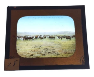 Magic Lantern Glass Slide - Bunch of Albemarle Cattle - C&O Ry Virginia - Picture 1 of 4