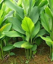 Organic Sun Dried Turmeric Leaves 20 100% Natural Ceylon Curcuma Long healthy