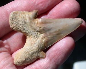 Large Otodus Fossil Shark Tooth Megalodon Ancestor 2.24 Inches No Restoration - Picture 1 of 9
