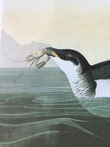 Dovekie Little Auk John James Audubon Print Picture Poster Bird Book Plate 215 - Picture 1 of 12