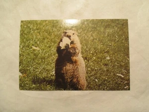 Groundy the Gourmet Murmeltier Postkarte - Bild 1 von 2