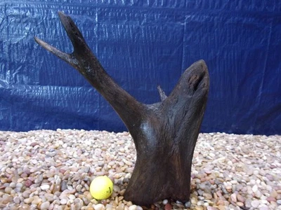 Medium Driftwood 13"x13"x04" Aquarium Terrarium Reptile Natural Art - Image 1 of 4