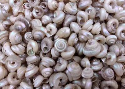 Tiny Pearlized Trochus Seashells (Approx. half cup +/-180 shells 0.25+ inches) - Image 1 of 4
