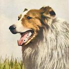Vintage Collie Dog in Tall Grass #158 Postcard Switzerland Edition Stahli