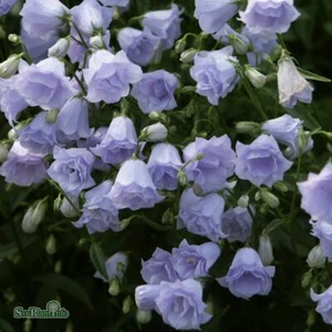 RARE CAMPANULLA ALPINE PERENNIAL HARDY DOUBLE BELL FLOWER ROCK CLUMPYPLUG PLANT - Picture 1 of 6