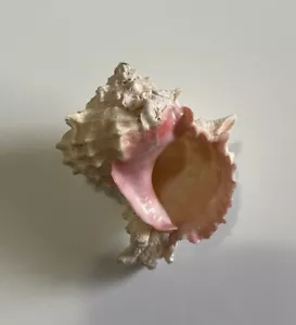 3 1/4” Large Natural Pink Murex Conch Seashell Hermit Crab Shell - Picture 1 of 6