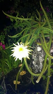 Cereus Cactus Night Blooming 4 ROOTED Cacti Easy to Grow Queen of the Night LIVE - Picture 1 of 9