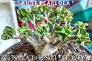 10 SEEDS ADENIUM ARABICUM WHITE PEARL DHA DORSET HORN DESERT ROSE RARE HYBRID - Picture 1 of 4