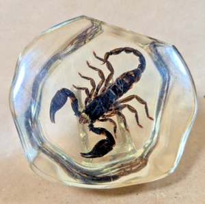 Real Black Scorpion Insect/Clear Abstract Shaped Enclosure Desktop Paperweight - Picture 1 of 13