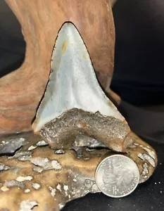 DIENTE DE TIBURÓN MEGALODON REAL DE 3,26 PULGADAS FÓSIL GRANDE GENUINO PREHISTÓRICO MEGA DIENTES - Imagen 1 de 3