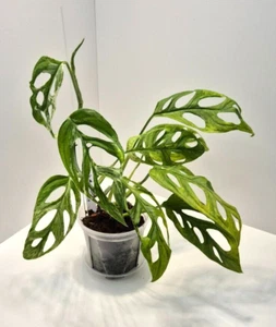 Monstera Adansonii Indonesian Marble #1 - Picture 1 of 4