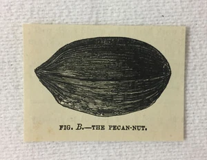 small 1880 magazine engraving~ THE PECAN NUT - Picture 1 of 1