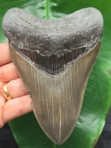 Diente afilado macizo de 13,4 cm del megalodón - fósil de diente de tiburón - Imagen 1 de 12