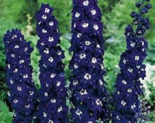 50+  DELPHINIUM GIANT PACIFIC KING ARTHUR PURPLE LARKSPUR PERENNIAL FLOWER SEEDS - Image 1 of 1