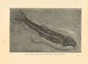 Rare 1900 Antique Fish Print ~ Fish Fossil Green River Eocene - Picture 1 of 1