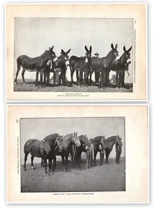Piastra libro stampa arte su due lati appendiabiti cavalli o muli del Missouri - YY - Foto 1 di 3