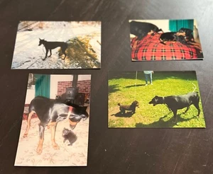 Lot 4 Color 1990's Photographs of Dogs - Doberman, Poodle & a Kitten - Picture 1 of 4