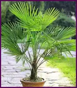 Trachycarpus Fortunei Palm Tree Plant Winter Hardy Fan Windmill Chusan 25-30cm - Picture 1 of 23