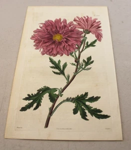1825 CURTIS farbiger Blumendruck ~ ERWEITERTE HELLLILA CHRYSANTHEME - Bild 1 von 1