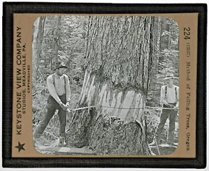 MLS 224 Holzfällung - Methode zum Fällen von Bäumen Oregon MLS63 - Bild 1 von 2