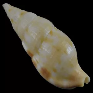 COLUBRARIA NITIDULA (Olango Isl., Philippines) 36.8mm #43371 - Picture 1 of 4