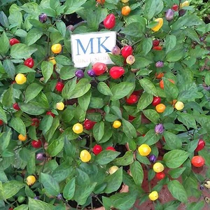 CHILE CHINESE 5-COLOR,ORNAMENTAL,10 SEEDS,SEMILLAS ,cosecha propia (37) - Picture 1 of 1