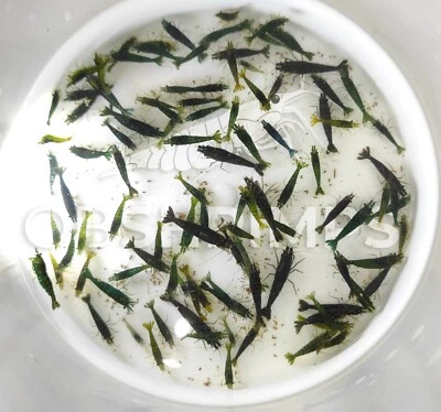 15 Neocaridine Davidi Green Jade Mid grade + omaggio superfood/caridine acquario - Immagine 1 di 2