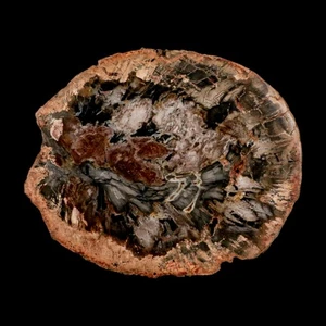 4.7" Fossilized Polished Petrified Wood Branch Madagascar 66-225 Million Yrs Old - Picture 1 of 7