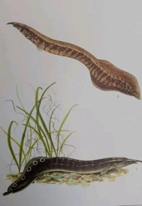 Vintage Aquarium Fishbowl Pet Store Peacock Eel Tropical Fish 8" × 10" Print - Picture 1 of 3