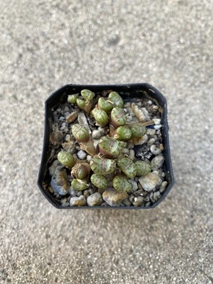 conophytum obcordellum ssp rolfii raras plantas suculentas en miniatura exóticas Foto 1 de 3