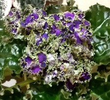 African Violet * Cajun's Royal Knockout 34