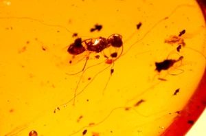 Wasp with Odd Hairs and Spider in Burmese Amber Fossil from Dinosaur Age - Picture 1 of 11