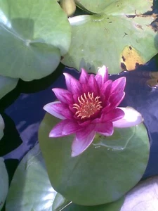 POND PLANTS WATER LILYS AQUATIC GARDEN POND PLANT - Picture 1 of 3