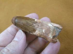 DF233-14) 2-3/8" Fossil REAL SPINOSAURUS DINOSAUR tooth Jurassic dino dig fossil - Picture 1 of 4