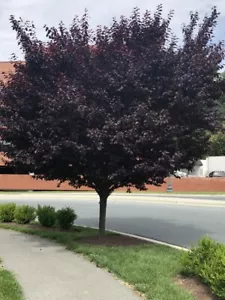 Purple Leaf Plum tree 2-3 trees ready to plant now ! - Picture 1 of 1
