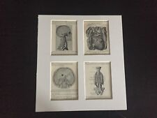 VINTAGE RARE MATTED ODDITY READY TO FRAME: Four Medical Plate Matted for Display