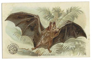 Vampire Bat Arm & Hammer Interesting Animals Card Church & Co #37 c1898 - Picture 1 of 2