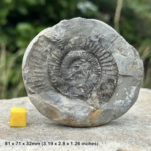 Dactylioceras commune ammonite fossil – jurassic period – yorkshire, uk – 100% - Picture 1 of 1